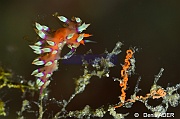 Flabellina exoptata Flabelline de la passion ponte-Wakatobi Binongky Binmo-18m-20180527-Denis-ADER-DSC_1251_tn